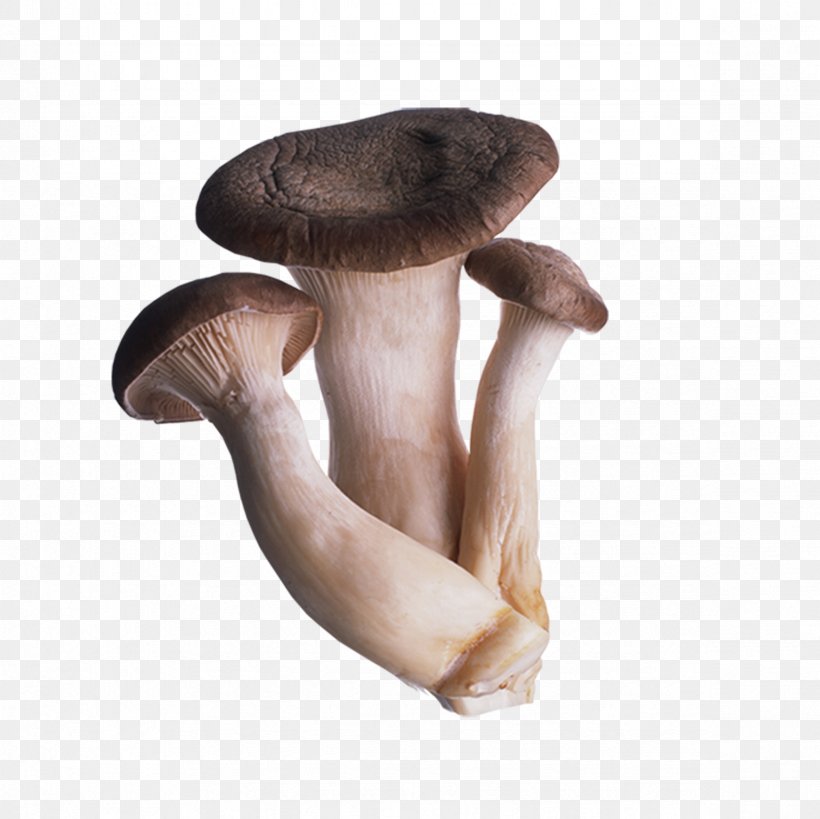 Oyster Mushroom Fungus Shiitake Straw Mushroom, PNG, 2362x2362px, Mushroom, Agaricaceae, Edible Mushroom, Enokitake, Food Download Free