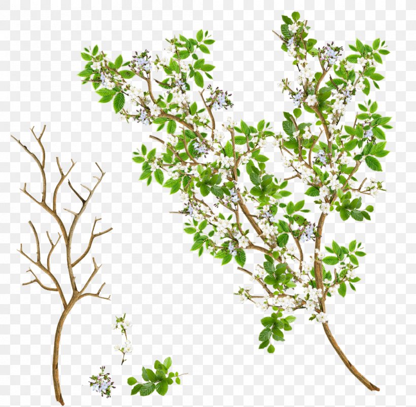 Twig Branch Tree Leaf Flower, PNG, 1050x1029px, 2016, Twig, Branch, Drawing, Flora Download Free