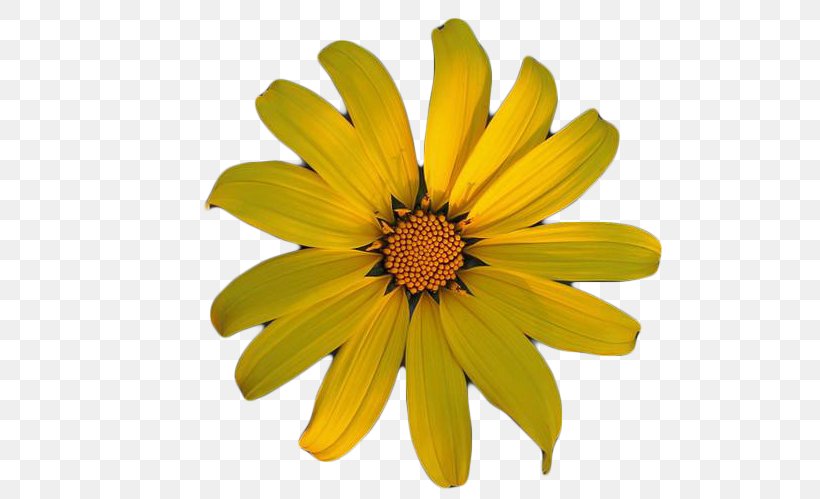 Chrysanthemum Indicum Chrysanthemum Tea Oxeye Daisy, PNG, 555x499px, Chrysanthemum Indicum, Android, Chrysanthemum, Chrysanthemum Tea, Chrysanths Download Free