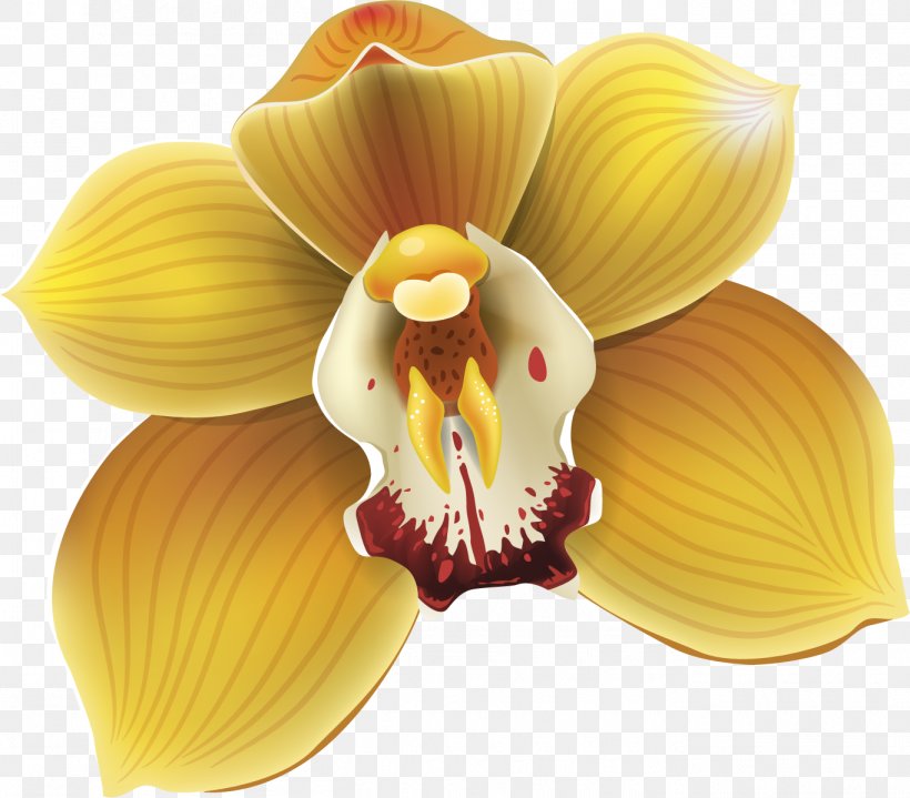 Flower Moth Orchids Drawing, PNG, 1365x1198px, Flower, Drawing, Flowering Plant, Lilium, Moth Orchid Download Free