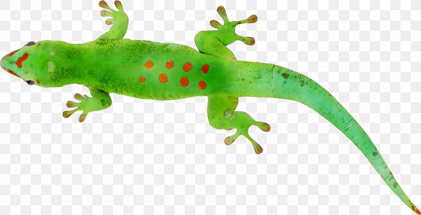 Gecko Common Iguanas Amphibians Terrestrial Animal, PNG, 2683x1372px, Gecko, Amphibian, Amphibians, Animal, Animal Figure Download Free