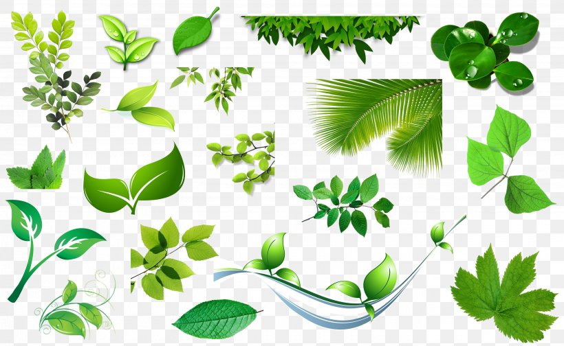 Leaf Clip Art, PNG, 2700x1662px, Leaf, Branch, Flora, Grass, Green Download Free