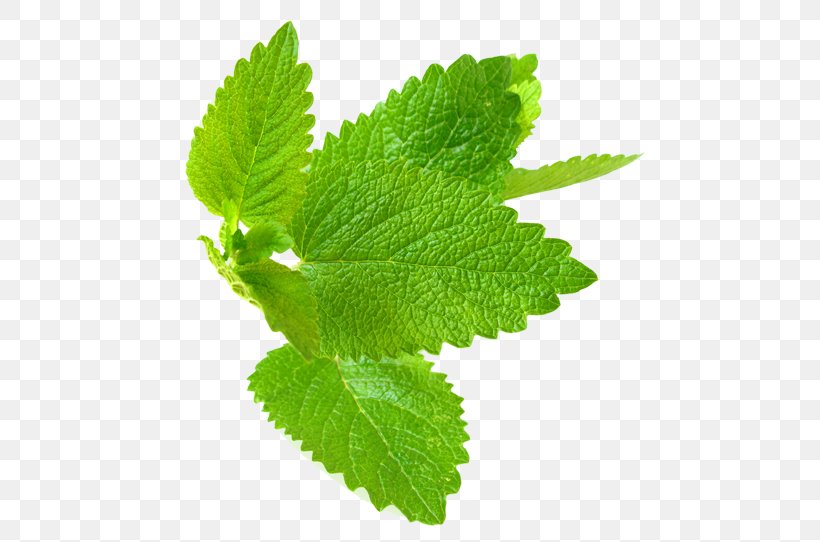 Lemon Balm Peppermint Leaf Herb, PNG, 500x542px, Lemon Balm, Catnip, Essential Oil, Extract, Herb Download Free