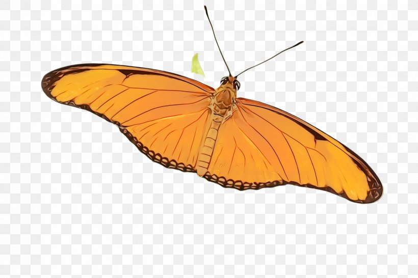 Orange, PNG, 2448x1632px, Watercolor, Brushfooted Butterfly, Butterfly, Insect, Moths And Butterflies Download Free