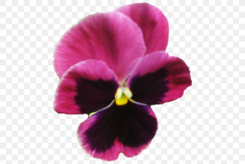 Pansy Violet Moth Orchids Close-up, PNG, 485x552px, Pansy, Closeup, Flower, Flowering Plant, Magenta Download Free