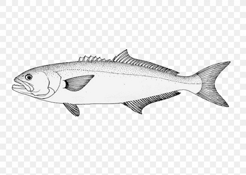 Sardine Bluefish Fishing Mackerel, PNG, 1000x714px, Sardine, Black And White, Bluefish, Bony Fish, Fauna Download Free