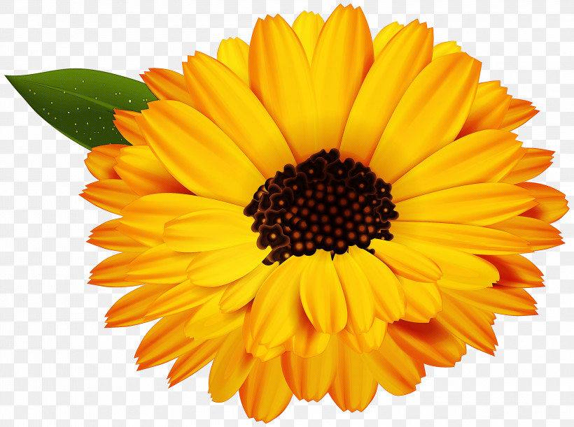 Sunflower, PNG, 3000x2237px, Flower, Annual Plant, Barberton Daisy, Calendula, Cut Flowers Download Free