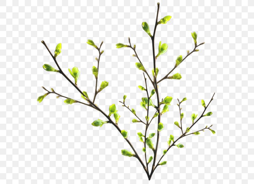Twig Branch Tree Leaf, PNG, 600x595px, Twig, Branch, Flower, Flowering Plant, Leaf Download Free