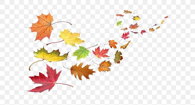 Autumn Leaf Color Wind Clip Art, PNG, 612x443px, Autumn Leaf Color, Autumn, Branch, Flora, Flower Download Free