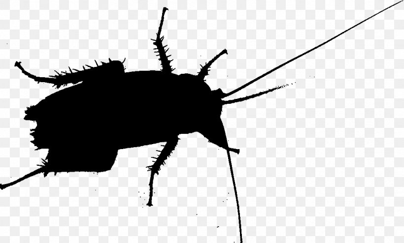 Cockroach Beetle Silhouette Membrane Insect, PNG, 1059x639px, Cockroach, Arthropod, Beetle, Blister Beetles, Darkling Beetles Download Free