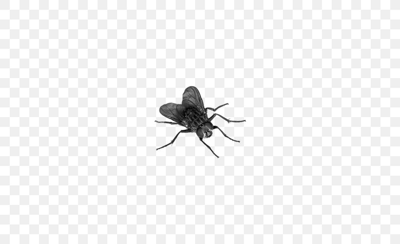 Fly Insect Muscidae, PNG, 510x500px, Fly, Arthropod, Black, Black And White, Black Fly Download Free