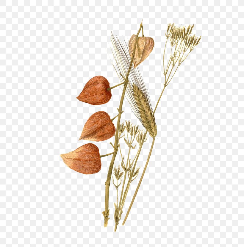Watercolor Painting Still Life Wheat Painter, PNG, 600x830px, Painting, Art, Commodity, Drawing, Flower Download Free
