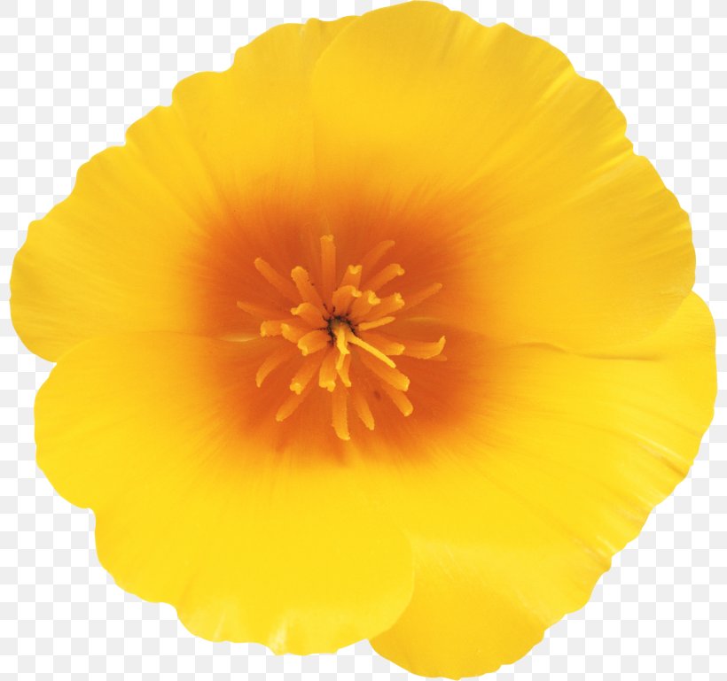 California Poppy Wildflower Clip Art, PNG, 800x769px, California Poppy, Digital Image, Drawing, Eschscholzia, Eschscholzia Californica Download Free