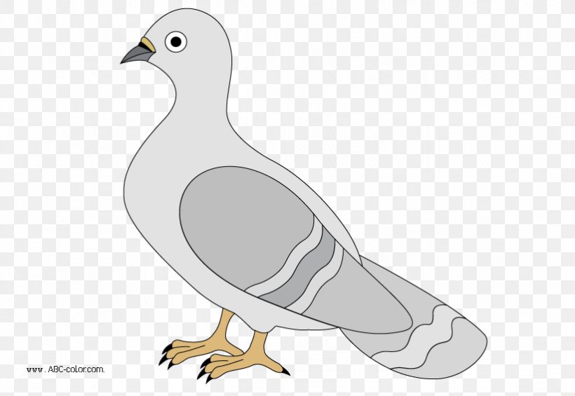 English Carrier Pigeon Columbidae Drawing Typical Pigeons Clip Art, PNG, 822x567px, English Carrier Pigeon, Beak, Bird, Charadriiformes, Chicken Download Free
