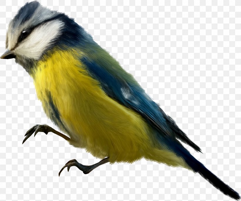 Finches Bird Beak, PNG, 1500x1253px, Finches, Beak, Bird, Chickadee, Fauna Download Free