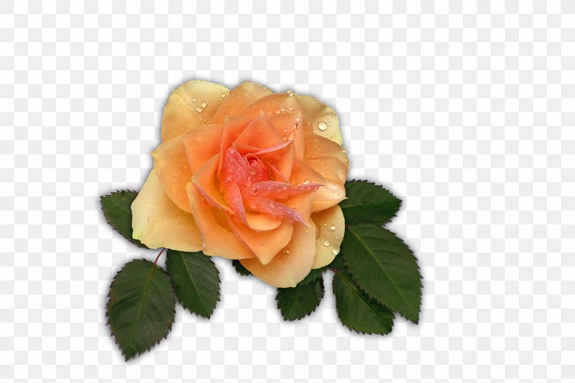 Garden Roses Image Clip Art File Format, PNG, 960x640px, Garden Roses, Artificial Flower, Cut Flowers, Digital Scrapbooking, Floribunda Download Free