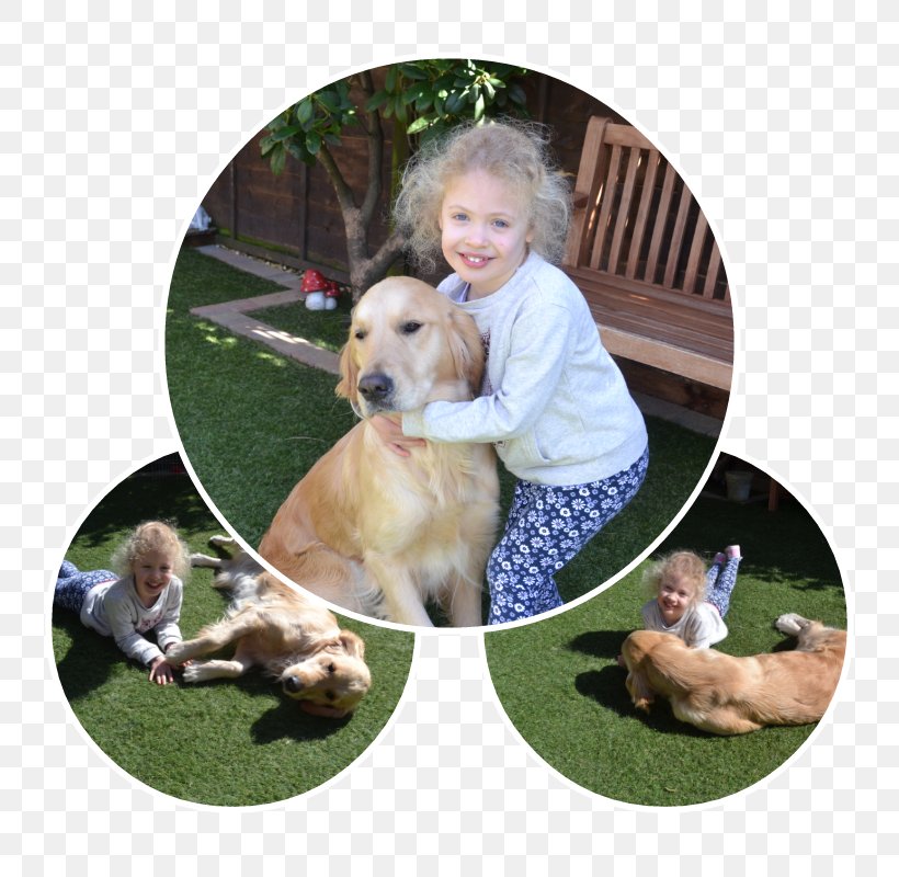 Golden Retriever Puppy Dog Breed Companion Dog, PNG, 800x800px, Golden Retriever, Breed, Carnivoran, Child, Companion Dog Download Free