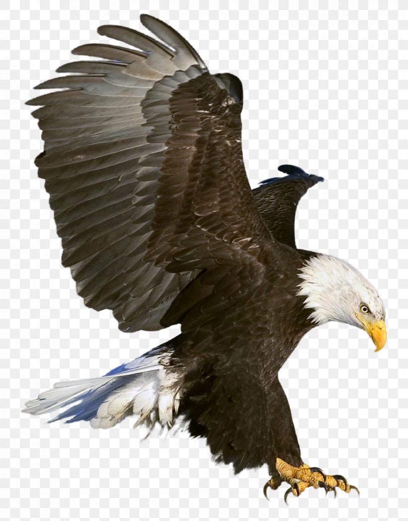 Bald Eagle Clip Art, PNG, 877x1119px, Eagle, Accipitriformes, Bald Eagle, Beak, Bird Download Free