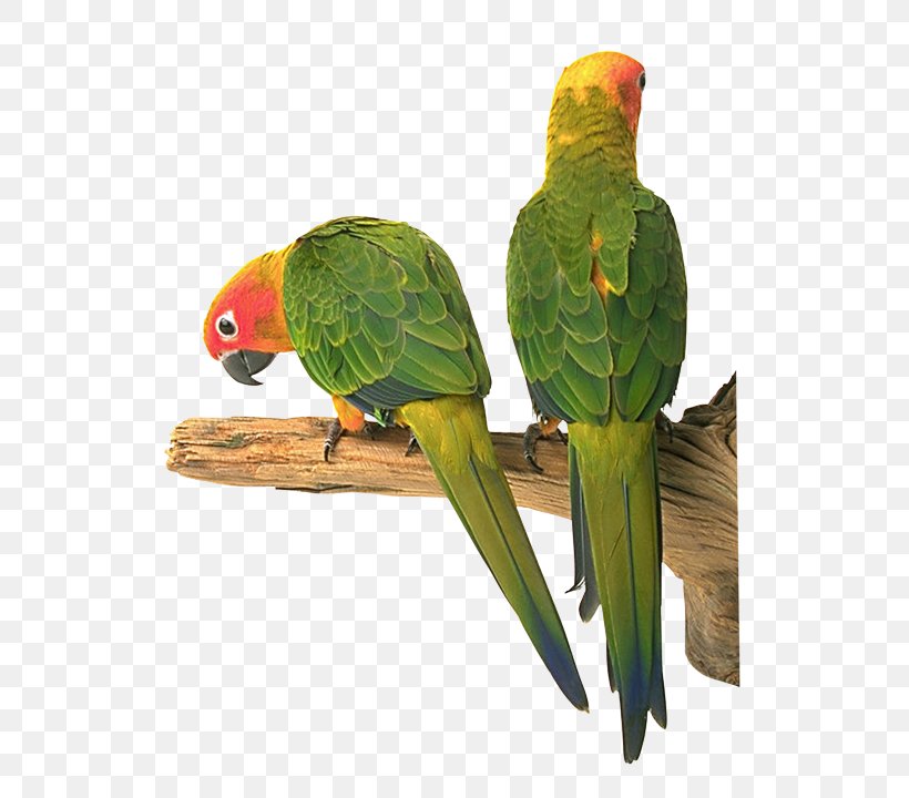 Lovebird Parakeet Riddle Child, PNG, 613x720px, Lovebird, Beak, Bird, Bird Supply, Child Download Free