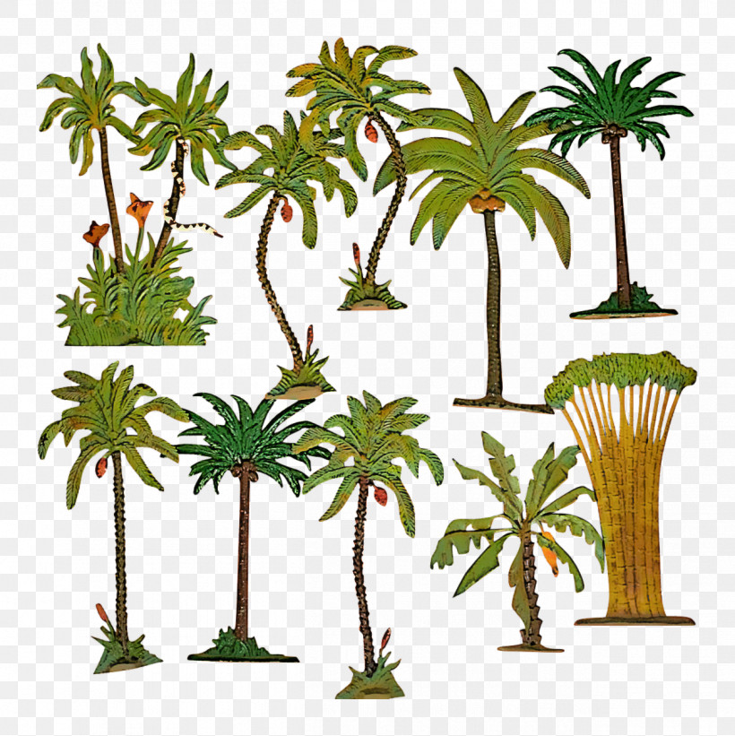Palm Tree, PNG, 1259x1261px, Tree, Arecales, Date Palm, Elaeis, Flower Download Free