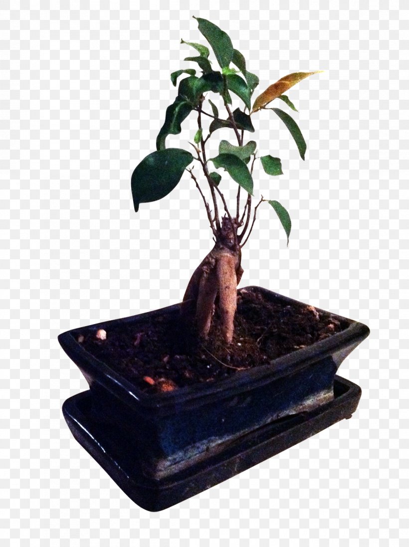 Rempotage Ficus Retusa Sageretia Theezans Bonsai Ficus Microcarpa, PNG, 1195x1600px, Rempotage, Amaryllis, Arrosage, Bonsai, Capital Download Free