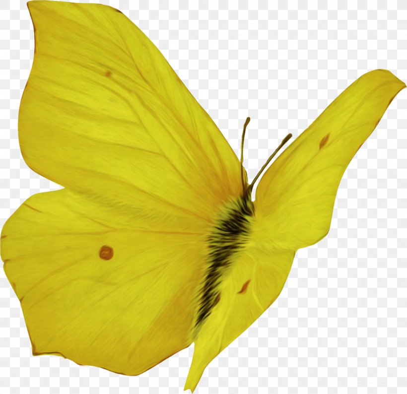 Butterfly Insect Pieridae Colias Pollinator, PNG, 1248x1209px, Butterfly, Arthropod, Brush Footed Butterfly, Butterflies And Moths, Colias Download Free