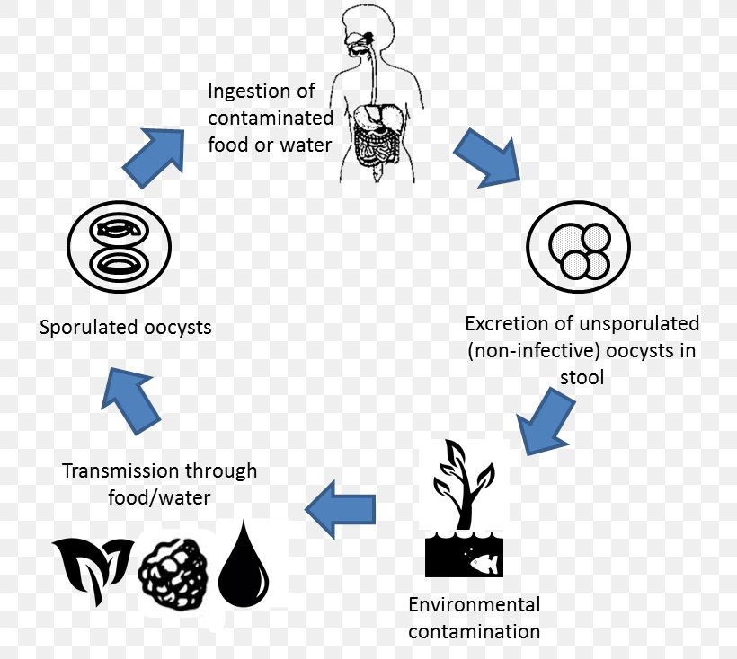 Cyclospora Cayetanensis Cyclosporiasis Oocysta Transmission Disease, PNG, 789x734px, Cyclospora Cayetanensis, Abortion, Area, Biological Life Cycle, Brand Download Free