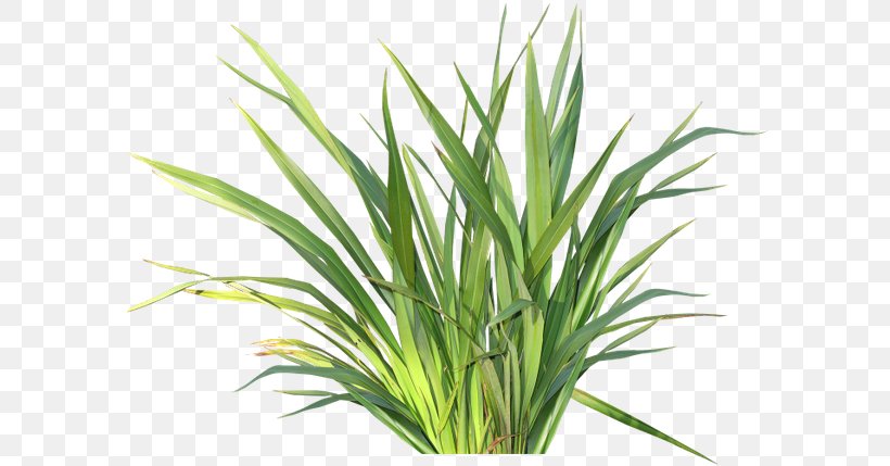 Herbaceous Plant Drawing Child Flower Clip Art, PNG, 600x429px, Herbaceous Plant, Ansichtkaart, Child, Chrysopogon Zizanioides, Color Download Free