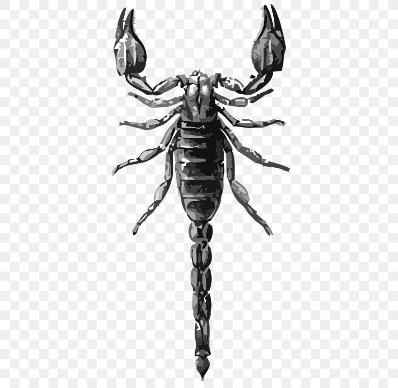 Scorpion Black And White Clip Art, PNG, 436x800px, Scorpion, Arachnid, Arthropod, Black And White, Drawing Download Free