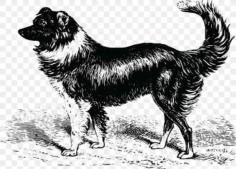 Shetland Sheepdog Welsh Sheepdog Border Collie Old English Sheepdog Rough Collie, PNG, 4000x2879px, Shetland Sheepdog, Animal, Black And White, Border Collie, Breed Download Free