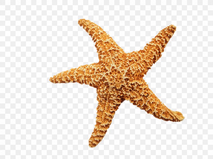 Starfish Sea Villa Beach, PNG, 1200x900px, Starfish, Art, Beach, Cottage, Drawing Download Free