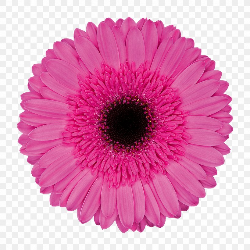 Transvaal Daisy Cut Flowers Chrysanthemum Pink M Petal, PNG, 1772x1772px, Transvaal Daisy, Aster, Chrysanthemum, Chrysanths, Cut Flowers Download Free
