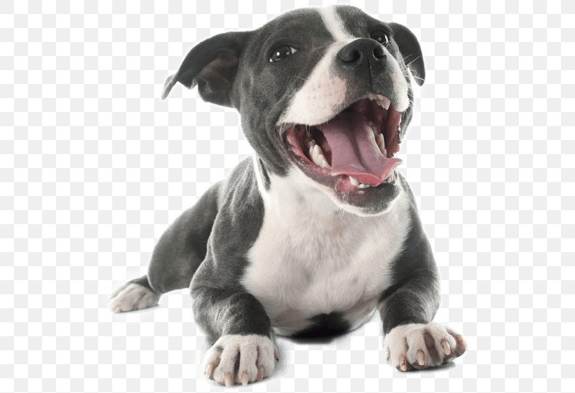 American Pit Bull Terrier Staffordshire Bull Terrier American Staffordshire Terrier Boston Terrier, PNG, 531x561px, Pit Bull, American Pit Bull Terrier, American Staffordshire Terrier, Boston Terrier, Bull Terrier Download Free