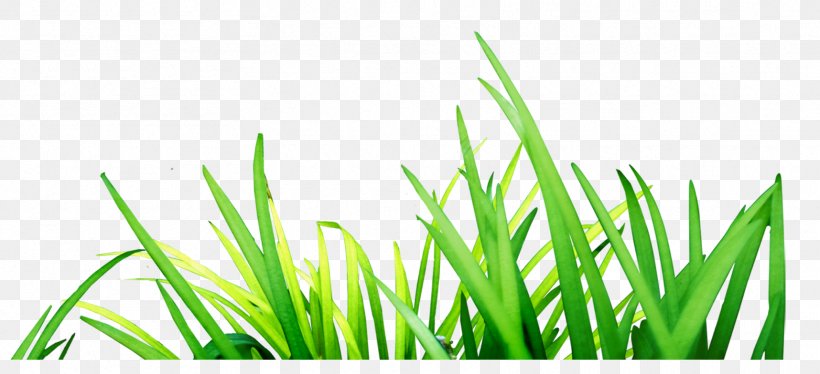 Euclidean Vector, PNG, 1716x784px, Green, Commodity, Energy, Grass, Grass Family Download Free