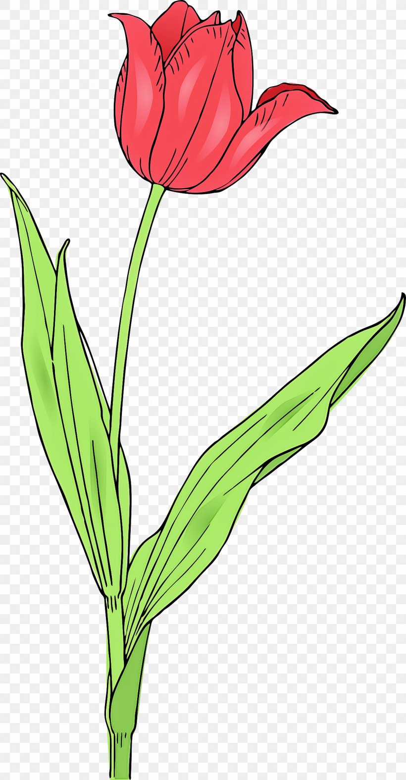Flower Flowering Plant Plant Tulip Pedicel, PNG, 1249x2400px, Flower, Cut Flowers, Flowering Plant, Pedicel, Petal Download Free
