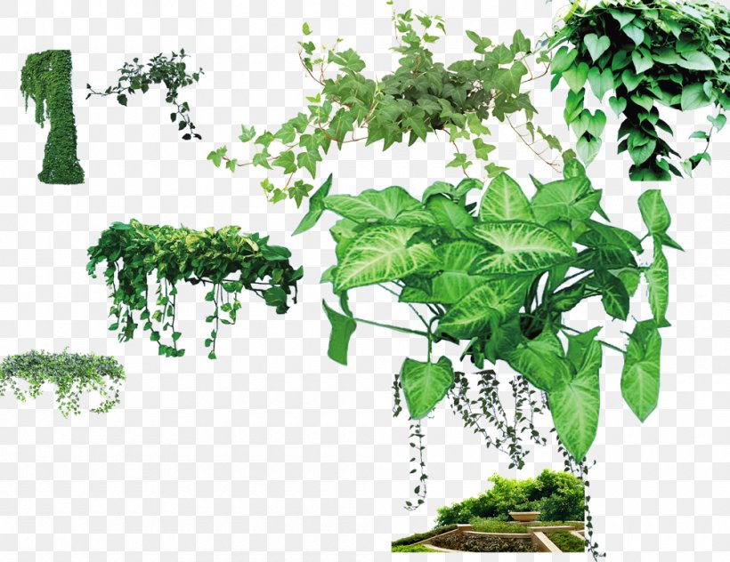 Parthenocissus Tricuspidata Plant Green Wall Computer File, PNG, 1000x771px, Parthenocissus Tricuspidata, Branch, Flora, Flowering Plant, Flowerpot Download Free