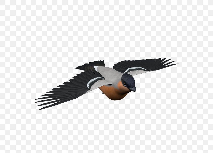 Bird Image Illustration Vector Graphics, PNG, 600x590px, Bird, Animal, Beak, Ciconia, Flight Download Free