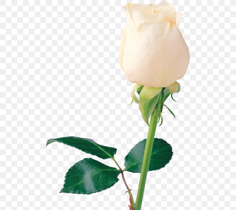 Rose White Flower, PNG, 500x731px, Rose, Cut Flowers, Display Resolution, Floral Design, Floristry Download Free