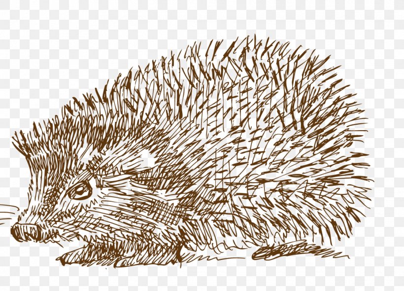 Sonic The Hedgehog Drawing Illustration Porcupine, PNG, 1117x805px, Hedgehog, Digital Illustration, Domesticated Hedgehog, Drawing, Echidna Download Free