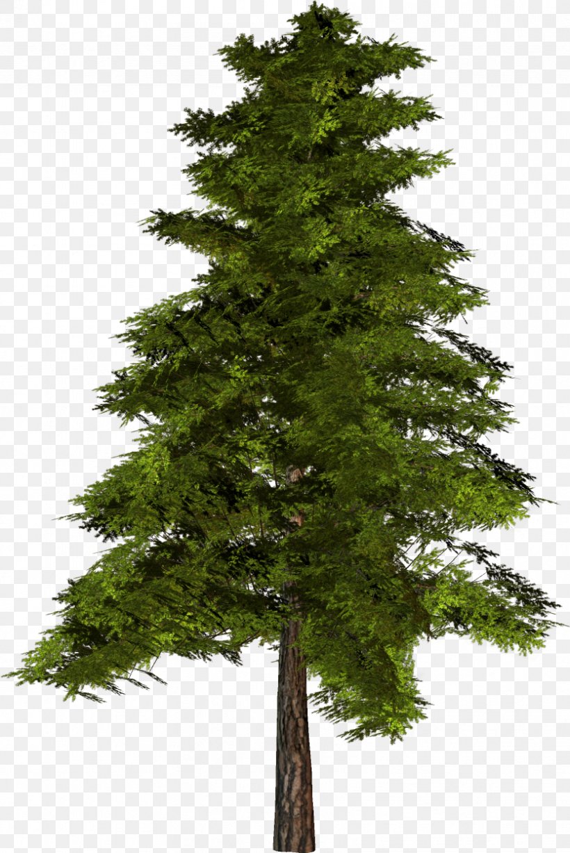 Spruce-fir Forests Evergreen Pine Conifers, PNG, 834x1248px, Fir, American Larch, Balsam Fir, Bigtree, Blue Spruce Download Free