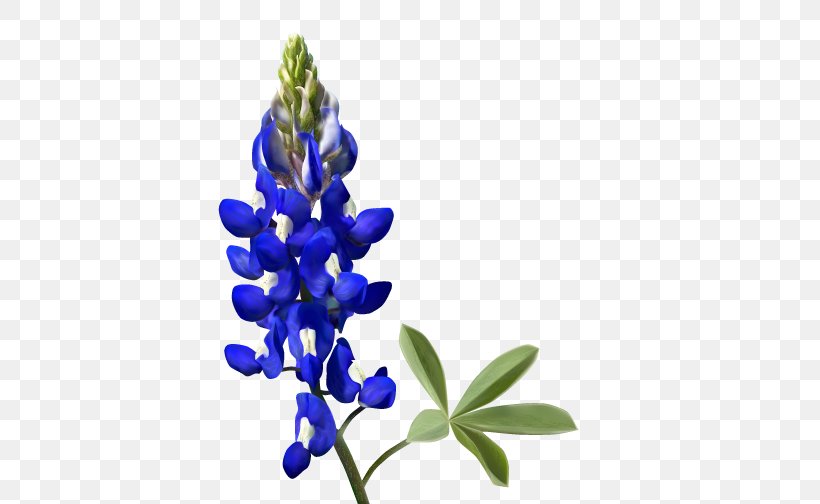 Texas Bluebonnet, PNG, 504x504px, Bluebonnet, Art, Digital Illustration, Flower, Flowering Plant Download Free