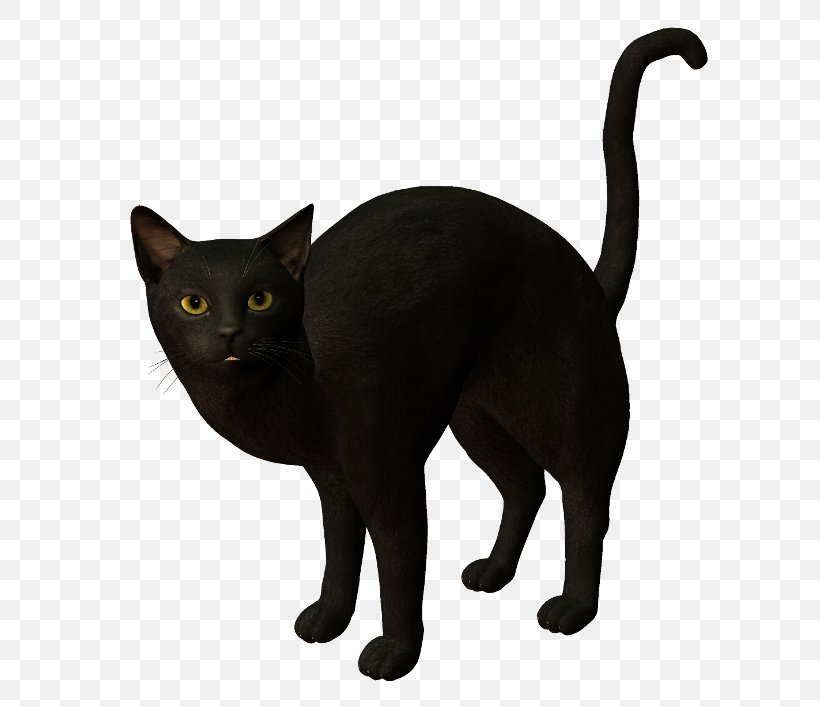 Black Cat Bombay Cat Burmese Cat Korat Havana Brown, PNG, 650x707px, Black Cat, Asian, Black, Bombay, Bombay Cat Download Free