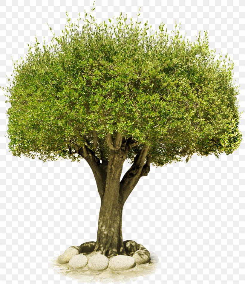 Download Tree Clip Art, PNG, 1257x1460px, Tree, Flowerpot, Grass, Houseplant, Image File Formats Download Free