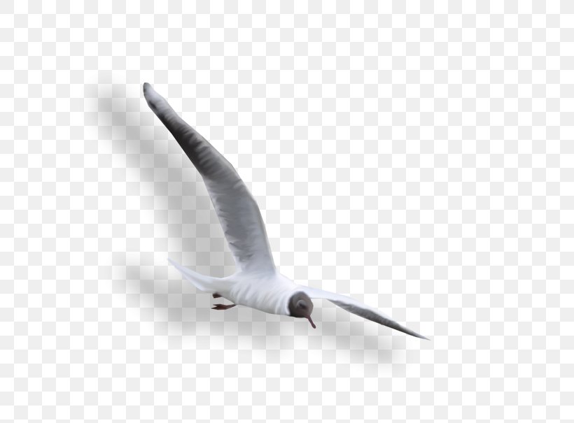 Large White-headed Gulls Clip Art, PNG, 648x605px, Large Whiteheaded Gulls, Beak, Bird, Charadriiformes, Email Download Free