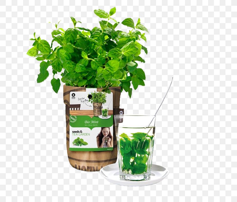 Tea Garden Herb Seed, PNG, 700x700px, Tea, Basil, Common Sage, Flowerpot, Garden Download Free
