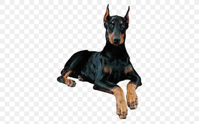 Dobermann Miniature Pinscher German Pinscher Rottweiler Labrador Retriever, PNG, 512x512px, Dobermann, American Kennel Club, Animal, Beauceron, Boxer Download Free