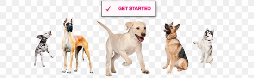 Dog Breed Dog Toys Rubber, PNG, 960x295px, Dog Breed, Breed, Carnivoran, Dog, Dog Like Mammal Download Free