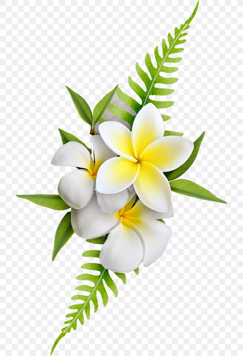 Frangipani Flower Clip Art, PNG, 715x1200px, Frangipani, Blume, Branch, Color, Cut Flowers Download Free