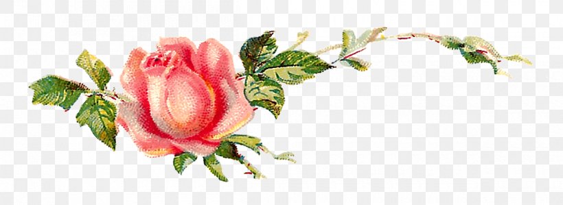 Garden Roses Centifolia Roses Shabby Chic Flower Clip Art, PNG, 1200x438px, Garden Roses, Bud, Centifolia Roses, Cut Flowers, Damask Rose Download Free