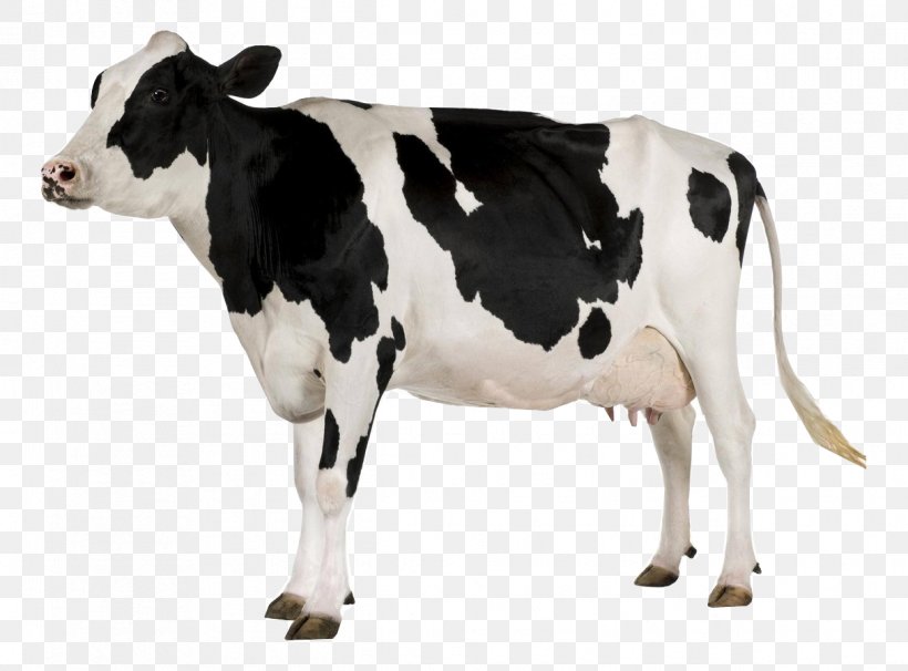 Holstein Friesian Cattle Stock Photography Dairy Farming Dairy Cattle Royalty-free, PNG, 1215x899px, Holstein Friesian Cattle, Animal Figure, Blackandwhite, Bovine, Cattle Download Free